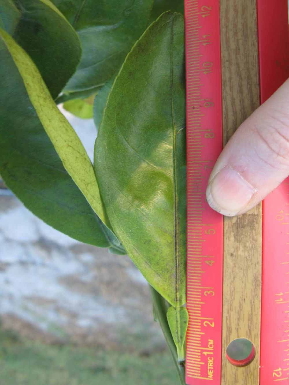              Unifoliolate leaf (Winter Haven, FL)       